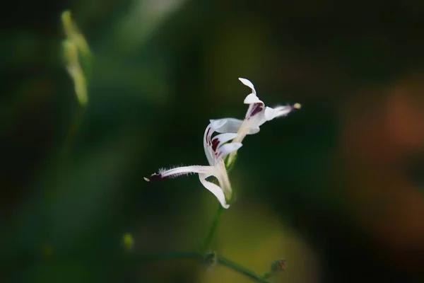 Close Begonias Flowers — Stockfoto