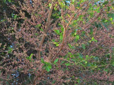 Photo of the fruit of the banyan tree