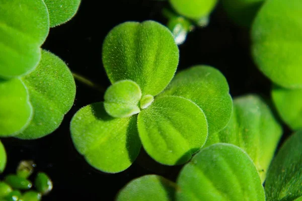 Photo Water Lettuce Water Surface — Fotografia de Stock