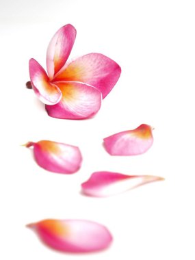 Beyaz arkaplanda Plumeria resmi.