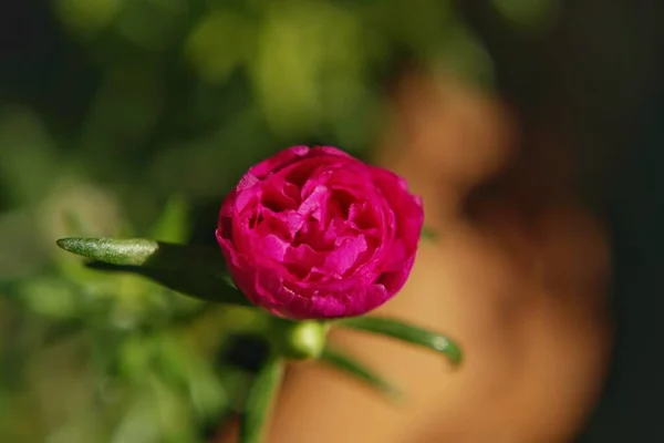 Zbliżenie Zdjęcie Kwiatów Portulaca Oleracea — Zdjęcie stockowe