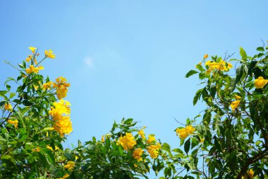 Parktaki ağaçların fotoğrafı.