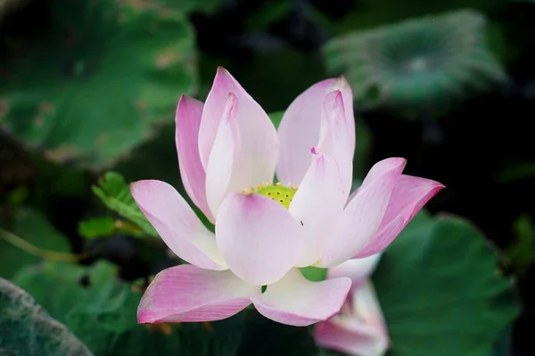 Photo Lotus Flowers Pond — Stock Photo, Image