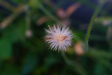 Asya 'da yol kenarında çiçekler