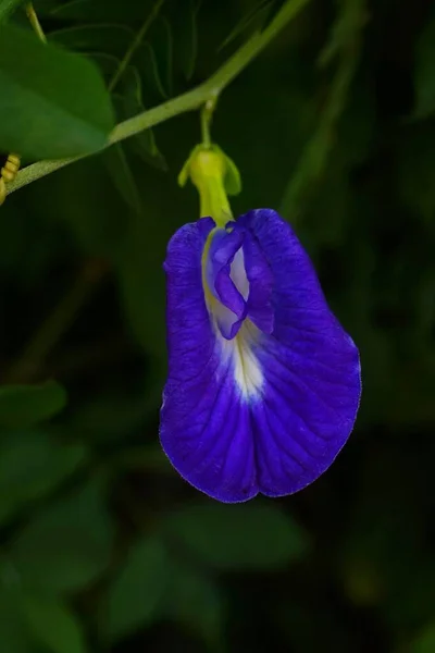 Blue Pea Butterfly Pea Wall — стоковое фото