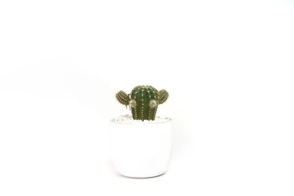Image Cactus White Pot White Background — Stockfoto
