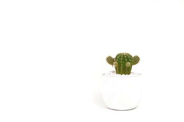 Imagen Cactus Maceta Blanca Sobre Fondo Blanco — Foto de Stock