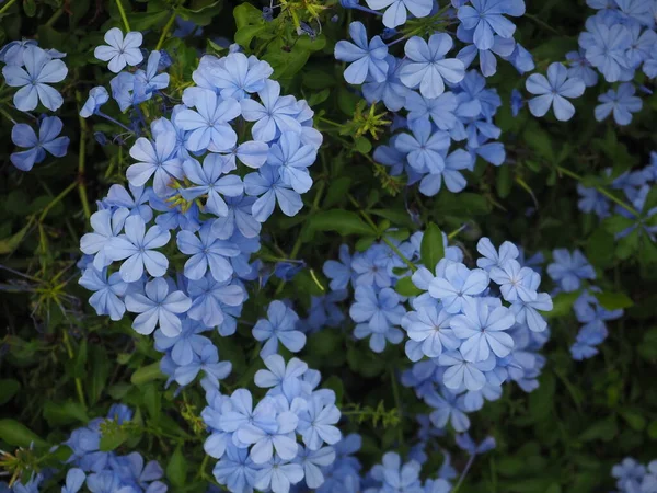 Plumbago Auriculata Asya Daki Parkta — Stok fotoğraf