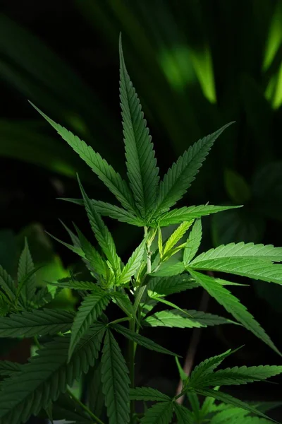 Photo Cannabis Garden — Fotografia de Stock