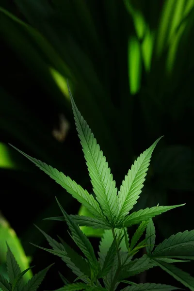 Photo Cannabis Garden — Fotografia de Stock