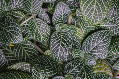 arkaplanda ağaç kullanımının arkaplanı