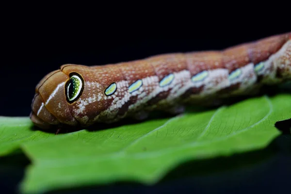 Papilio Demolition Eus Malayanus Wall照片 — 图库照片