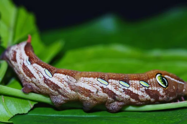 Papilio Demolition Eus Malayanus Wall照片 — 图库照片