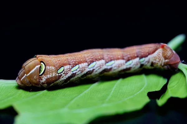 Foto Papilio Demoleus Malayanus Wall — Fotografia de Stock