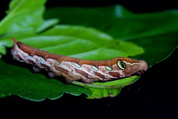 Foto Papilio Demoleus Malayanus Wall — Fotografia de Stock