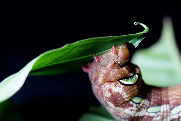 Foto Papilio Demoleus Malayanus Wall — Fotografia de Stock