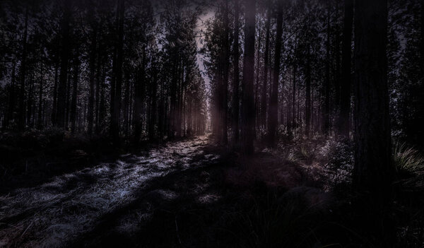 Dark scary foggy pine forest - eery path in the dark woods