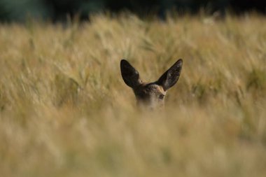 Doğal yaşam alanının güzel manzarası