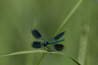 Yeşil yapraklı kelebek