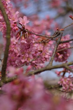 Londra parkında şubat ayı başlarında pembe kiraz çiçeği. Parlak mavi gökyüzünün olduğu güneşli bir gün. Pembe ve mavi renklerin inanılmaz bir kombinasyonu. Çiçekler yumuşacık ve kabarık görünüyor..