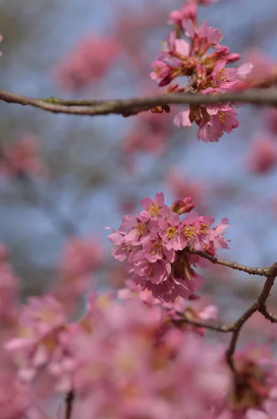 Rosafarbene Kirschblüte Anfang Februar Londoner Park Ist Ein Sonniger Tag — Stockfoto