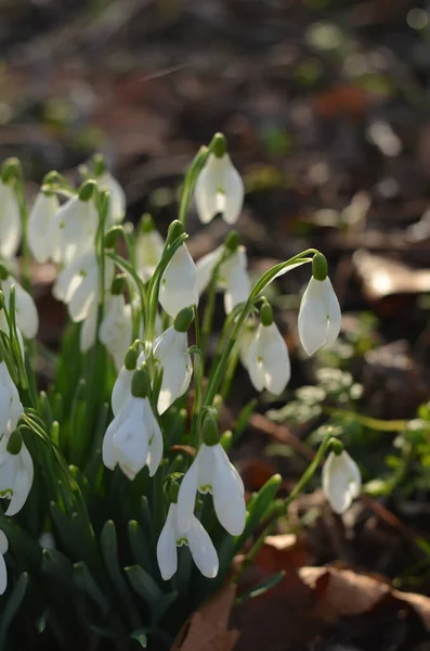 Gotas Neve Floresta Dia Brilhante Ensolarado Cores Brancas Destas Flores — Fotografia de Stock