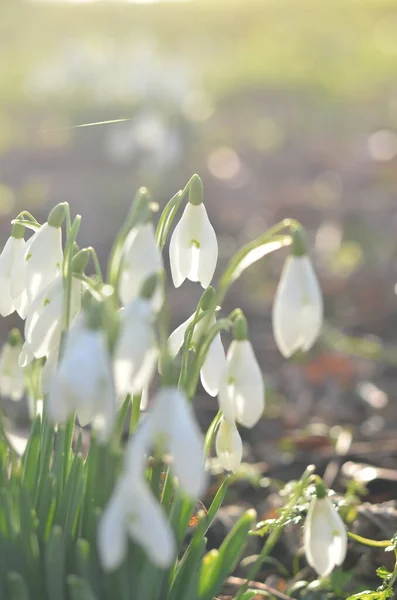 Gotas Neve Floresta Dia Brilhante Ensolarado Cores Brancas Destas Flores — Fotografia de Stock