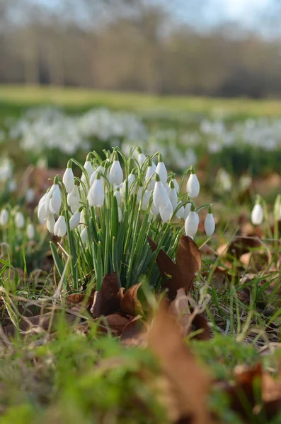 Gotas Neve Floresta Dia Brilhante Ensolarado Cores Brancas Destas Flores — Fotografia de Stock