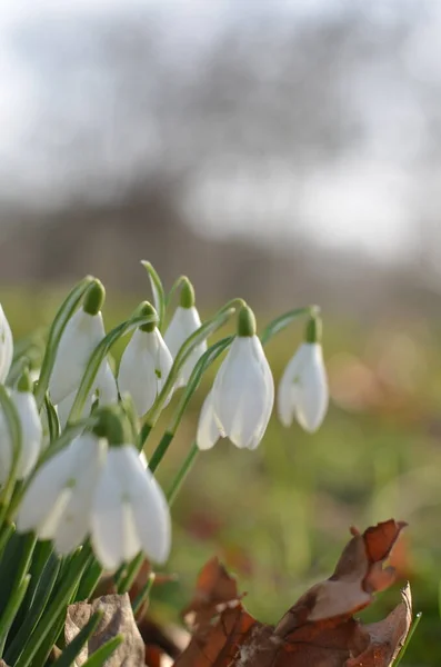 Snowdrops Woods Bright Sunny Day White Colours Tender Flowers Shines — Stock Photo, Image