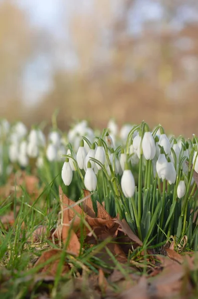 Gotas Neve Floresta Dia Brilhante Ensolarado Cores Brancas Destas Flores — Fotografia de Stock