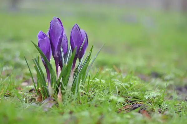 Close Blooming Crocuses Brightly Green Grass Drops Rain Water Visible — Stock Photo, Image