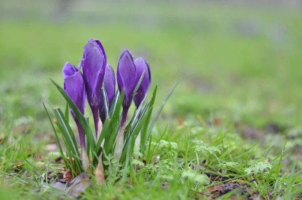 Close Blooming Crocuses Brightly Green Grass Drops Rain Water Visible — Stock Photo, Image