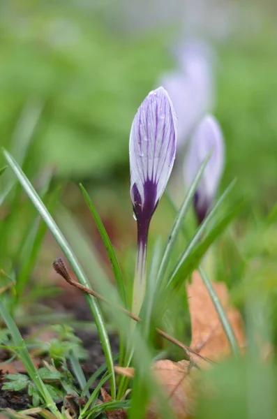 Close Blooming Crocuses Brightly Green Grass Drops Rain Water Visible — Stock Photo, Image