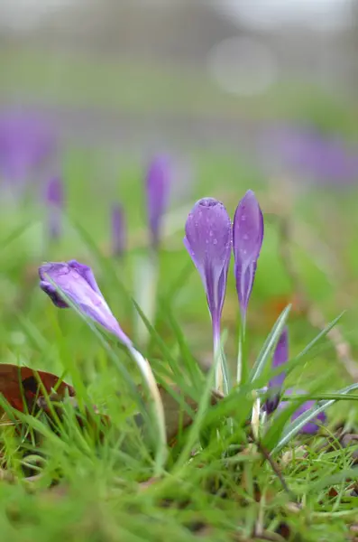 Close Blooming Crocuses Brightly Green Grass Drops Rain Water Visible — Stock Photo, Image