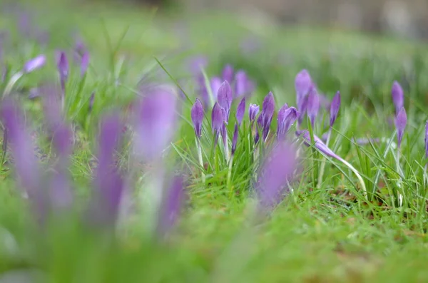 Close Blooming Crocuses Brightly Green Grass Drops Rain Water Visible — Stock Photo, Image