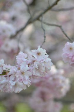 Sabah güneşinde kiraz çiçeğinin bir dalı. Pembe gözlüklü yumuşak beyaz çiçeklerin yakın çekimi. Arka planda yeşil yapraklar ve mavi gökyüzü çiçekleri vurgulamak için büyük bir bokeh oluşturur..