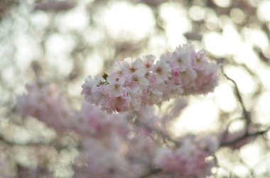 Sabah güneşinde kiraz çiçeğinin bir dalı. Pembe gözlüklü yumuşak beyaz çiçeklerin yakın çekimi. Arka planda yeşil yapraklar ve mavi gökyüzü çiçekleri vurgulamak için büyük bir bokeh oluşturur..