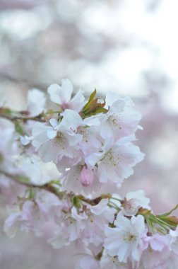 Sabah güneşinde kiraz çiçeğinin bir dalı. Pembe gözlüklü yumuşak beyaz çiçeklerin yakın çekimi. Arka planda yeşil yapraklar ve mavi gökyüzü çiçekleri vurgulamak için büyük bir bokeh oluşturur..