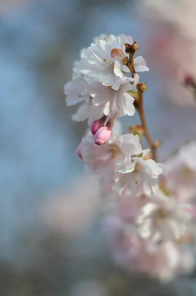 Ein Zweig Der Kirschblüte Der Morgensonne Eine Nahaufnahme Zarter Weißer — Stockfoto