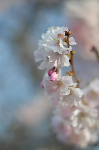 Branch Cherry Blossom Morning Sunshine Close Tender White Flowers Pink — Stock Photo, Image