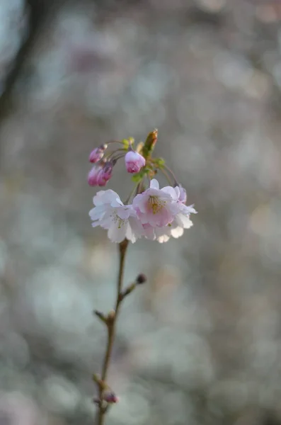 一枝樱花在晨曦中绽放 由淡淡的白色花朵和粉色阴影组成的特写镜头 背景中的绿叶和蓝天构成了一个突出花朵的巨大突起 — 图库照片
