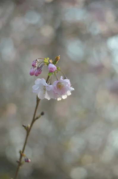 Gren Körsbärsblom Morgonsolen Närbild Ömma Vita Blommor Med Rosa Nyanser — Stockfoto