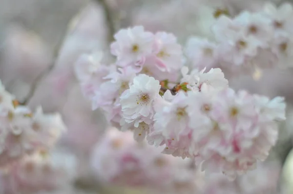 Une Branche Cerisier Fleurit Soleil Matin Gros Plan Fleurs Blanches — Photo