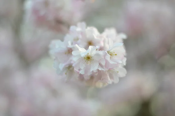 Branch Cherry Blossom Morning Sunshine Close Tender White Flowers Pink — Stock Photo, Image