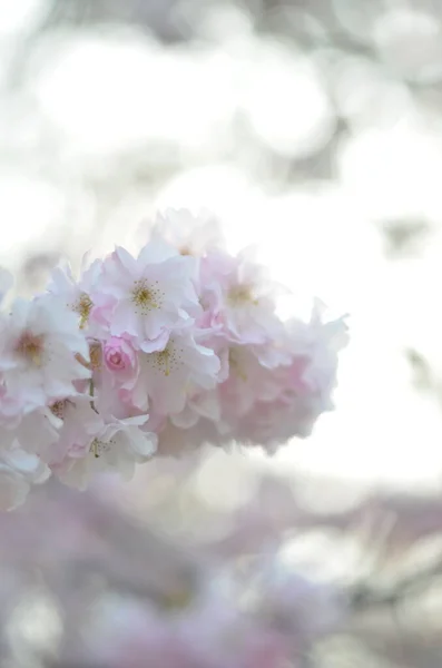 Branch Cherry Blossom Morning Sunshine Close Tender White Flowers Pink — Stock Photo, Image