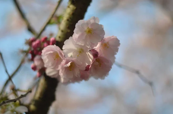 Ein Zweig Der Kirschblüte Der Morgensonne Eine Nahaufnahme Zarter Weißer — Stockfoto