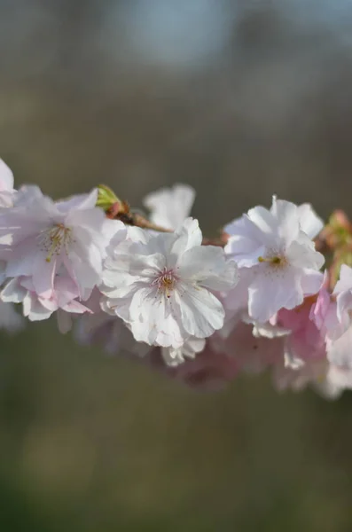 Ein Zweig Der Kirschblüte Der Morgensonne Eine Nahaufnahme Zarter Weißer — Stockfoto