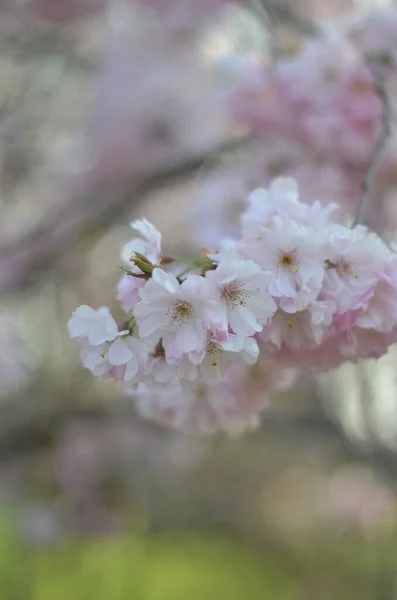Ein Zweig Der Kirschblüte Der Morgensonne Eine Nahaufnahme Zarter Weißer — Stockfoto
