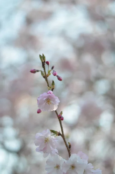 Une Branche Cerisier Fleurit Soleil Matin Gros Plan Fleurs Blanches — Photo