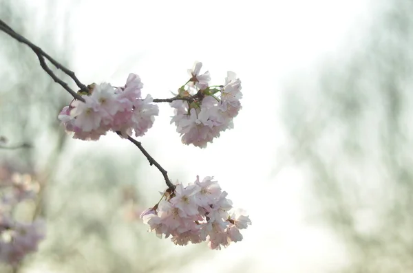 Cseresznyevirág Egy Ága Reggeli Napsütésben Egy Közeli Kép Rózsaszín Árnyalatú — Stock Fotó